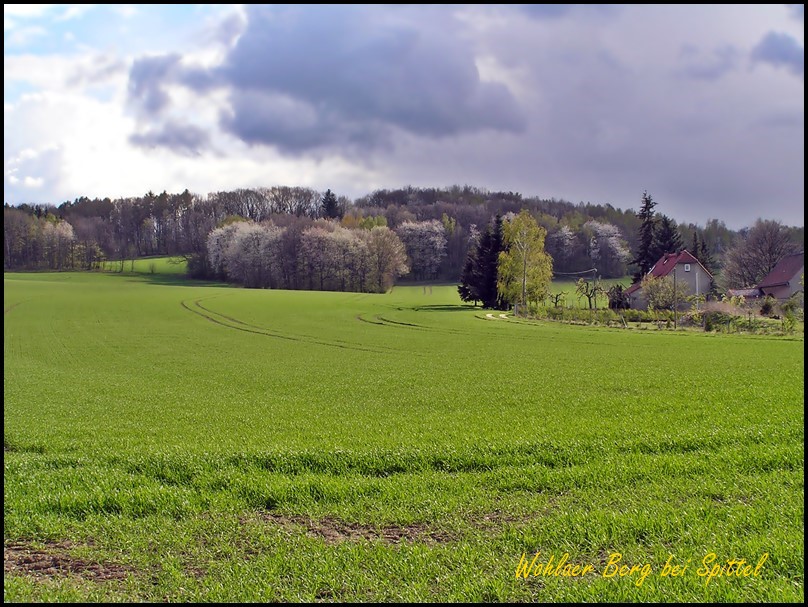 Wohlaer Berg